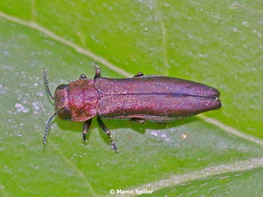 Buprestidae:  Agrilus sp.  (cfr. sinuatus ?)